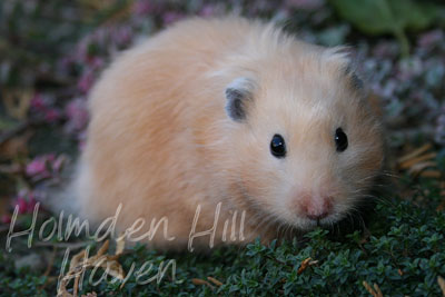 Holmden Hill Haven S Amber Black Eyed Cream Black Longhaired