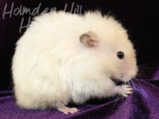 Aura- Heterozygous Extreme Dilute Yellow Longhaired Satin Syrian Hamster