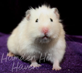 Aura- Heterozygous Extreme Dilute Yellow Longhaired Satin Syrian Hamster