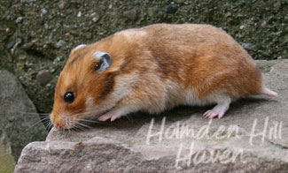 Pillsbury Male Het SG Blonde Rex LH,HLx Syrian Hamster (Breeder)