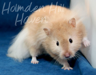Calvin Klein- Silver (Heterozygous) Chocolate Sable Longhaired Syrian Hamster