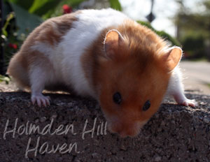 Champion- Rust Banded Satin Shorthaired Syrian Hamster