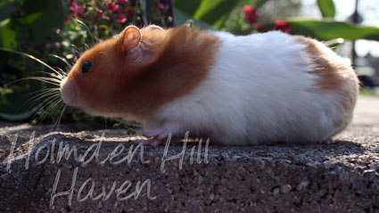 Champion- Rust Banded Satin Shorthaired Syrian Hamster