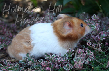 Champion- Rust Banded Satin Shorthaired Syrian Hamster