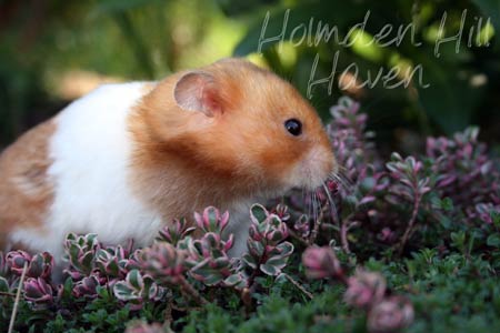 Champion- Rust Banded Satin Shorthaired Syrian Hamster