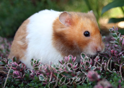 Champion- Rust Banded Satin Shorthaired Syrian Hamster