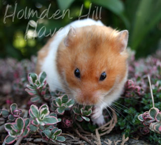 Champion- Rust Banded Satin Shorthaired Syrian Hamster