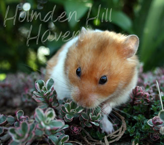 Champion- Rust Banded Satin Shorthaired Syrian Hamster