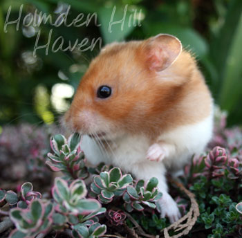 Champion- Rust Banded Satin Shorthaired Syrian Hamster