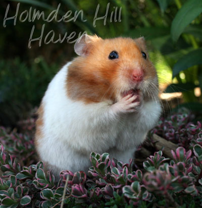 Champion- Rust Banded Satin Shorthaired Syrian Hamster