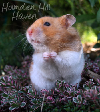 Champion- Rust Banded Satin Shorthaired Syrian Hamster