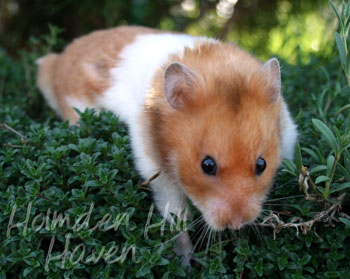 Champion- Rust Banded Satin Shorthaired Syrian Hamster