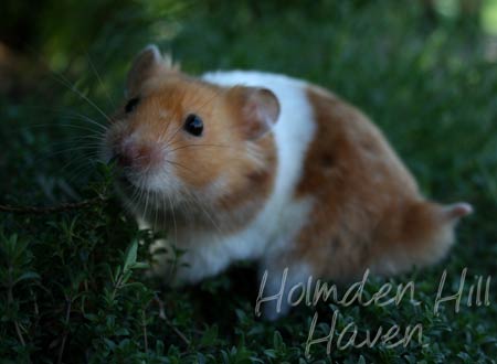 Champion- Rust Banded Satin Shorthaired Syrian Hamster