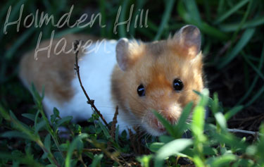 Champion- Rust Banded Satin Shorthaired Syrian Hamster