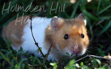 Champion- Rust Banded Satin Shorthaired Syrian Hamster