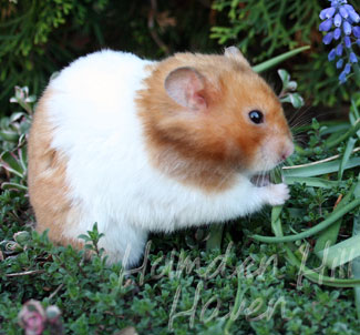 Champion- Rust Banded Satin Shorthaired Syrian Hamster