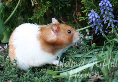 Champion- Rust Banded Satin Shorthaired Syrian Hamster