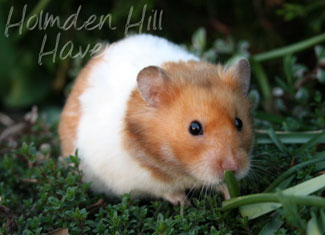 Champion- Rust Banded Satin Shorthaired Syrian Hamster