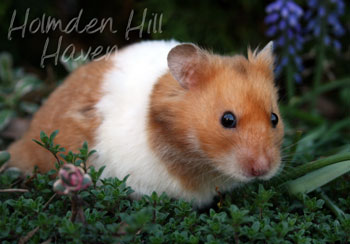 Champion- Rust Banded Satin Shorthaired Syrian Hamster