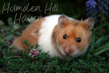 Champion- Rust Banded Satin Shorthaired Syrian Hamster