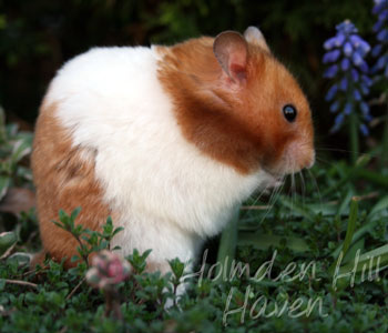 Champion- Rust Banded Satin Shorthaired Syrian Hamster