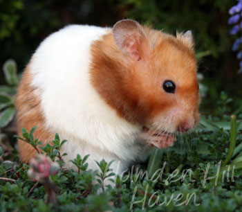 Champion- Rust Banded Satin Shorthaired Syrian Hamster