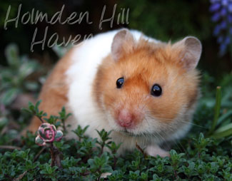 Champion- Rust Banded Satin Shorthaired Syrian Hamster