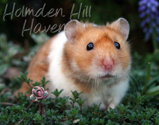 Champion- Rust Banded Satin Shorthaired Syrian Hamster