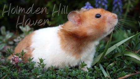 Champion- Rust Banded Satin Shorthaired Syrian Hamster