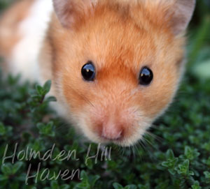 Champion- Rust Banded Satin Shorthaired Syrian Hamster