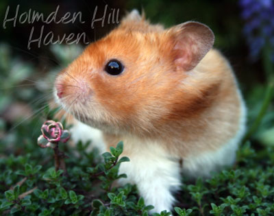 Champion- Rust Banded Satin Shorthaired Syrian Hamster