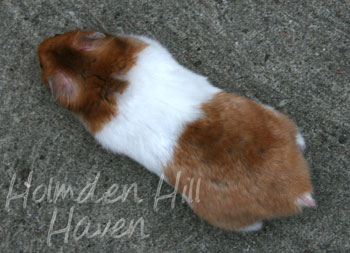 Champion- Rust Banded Satin Shorthaired Syrian Hamster