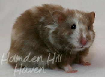 Cocoa Swirl- Silver Chocolate Tortoiseshell Longhaired Syrian Hamster