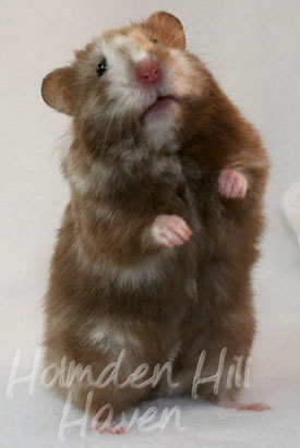 Cocoa Swirl- Silver Chocolate Tortoiseshell Longhaired Syrian Hamster