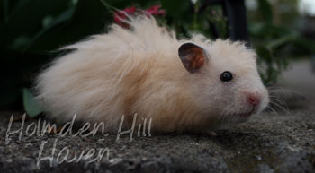 Eli- Black Eyed Cream Longhaired Rex Syrian Hamster