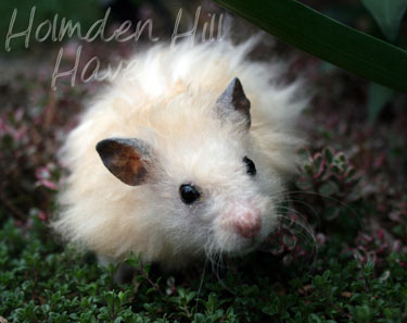 Eli- Black Eyed Cream Longhaired Rex Syrian Hamster