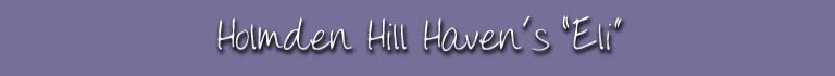 Holmden Hill Haven's "Eli"