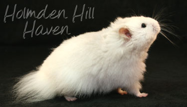 Hi-Ho Silver- Silver Pearl Umbrous Longhaired Syrian Hamster