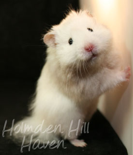 Hi-Ho Silver- Silver Pearl Umbrous Longhaired Syrian Hamster