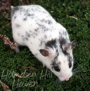 Hokey Pokey- Black Dominant Spot Shorthaired Syrian Hamster