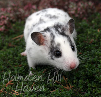 Hokey Pokey- Black Dominant Spot Shorthaired Syrian Hamster