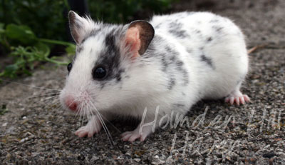 Hokey Pokey- Black Dominant Spot Shorthaired Syrian Hamster