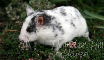 Hokey Pokey- Black Dominant Spot Shorthaired Syrian Hamster