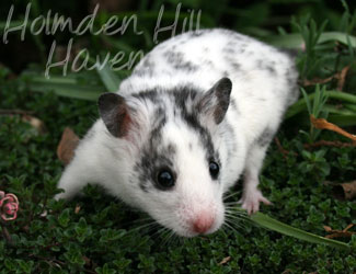 Hokey Pokey- Black Dominant Spot Shorthaired Syrian Hamster