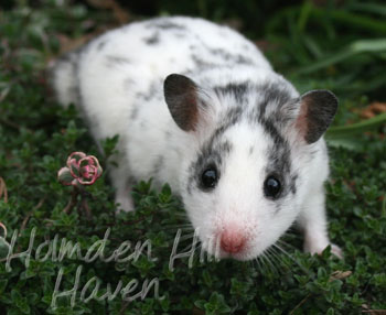 Hokey Pokey- Black Dominant Spot Shorthaired Syrian Hamster