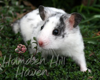 Hokey Pokey- Black Dominant Spot Shorthaired Syrian Hamster