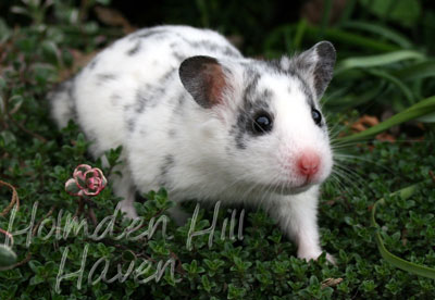 Hokey Pokey- Black Dominant Spot Shorthaired Syrian Hamster