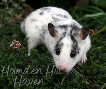 Hokey Pokey- Black Dominant Spot Shorthaired Syrian Hamster