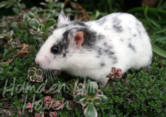 Hokey Pokey- Black Dominant Spot Shorthaired Syrian Hamster