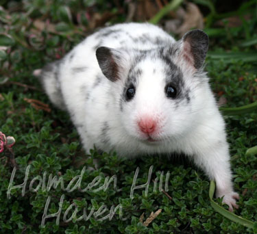 Hokey Pokey- Black Dominant Spot Shorthaired Syrian Hamster